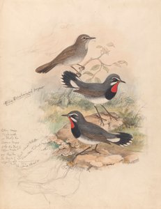 Calliope Tschebaiewi、Prjev。 作： John Gould