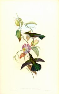 Campylopterus largipennis dark 作： John Gould