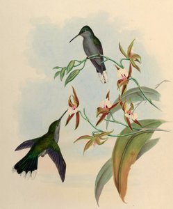 Campylopterus latipennis = Campylopterus largipennis