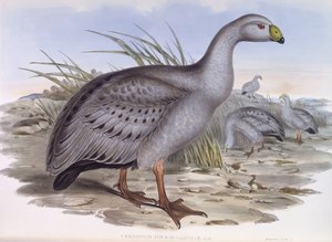 ケープ・バレン・グース（Cereopsis novaehollandiae）、ジョン・グールドによるエングレーヴィング 作： John Gould