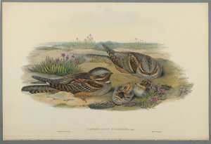 Caprimulgus Europaeus（織り紙にカラーリソ） 作： John Gould