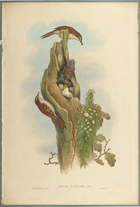Certhia Familiaris-Tree Creeper（織り紙にカラーリソ） 作： John Gould