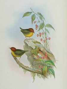 Cettia castaneocoronata 作： John Gould