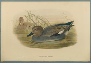 Chaulelasmus Strepera：Gadwell Ducks（織り紙にカラーリソ） 作： John Gould