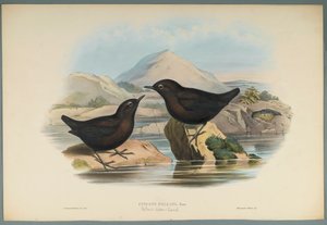 Cinclus Pallasi：Pallas Water Ouzel（織り紙にカラーリソ） 作： John Gould