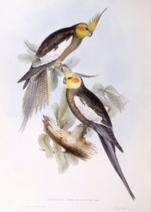 コカゲロウ（Nymphicus hollandicus）、ジョン・グールドの版画 作： John Gould
