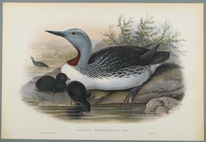 Colymbus Septentrionalis：Red Throated Diver（カラーリソウーヴペーパー） 作： John Gould