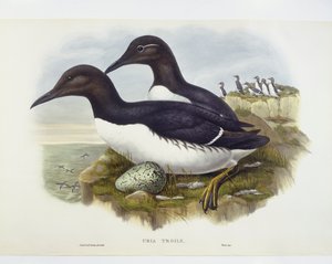 ウミガラス（Uria aalge）、ジョン・グールド、ウィリアム・ハート、H・C・リヒターによるエングレーヴィング 作： John Gould