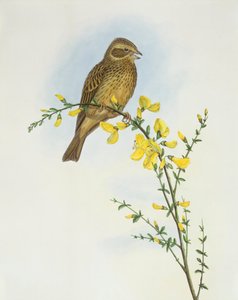 コーン・バンティング（Miliaria o Emberiza calandra）、ジョン・グールドによるエングレーヴィング 作： John Gould