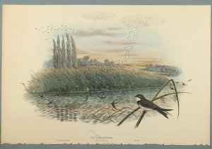 Cotyle Riparia（織り紙にカラーリソ） 作： John Gould