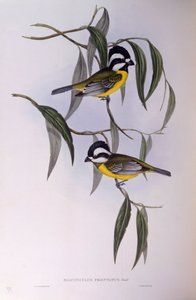 モズク（Falcunculus frontatus）、ジョン・グールドの版画 作： John Gould