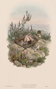 歌うカッコウ 作： John Gould