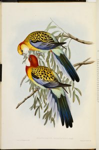 「オーストラリアの鳥」初版のイースタンロゼッラ1840年〜69年 作： John Gould