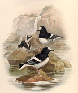 Enicnrns sconleri 作： John Gould