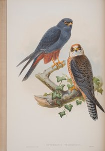 Erythropus Vespertinus、John Gouldによるイギリスの鳥のプレート、1862〜73年公開（手塗りのlitho） 作： John Gould