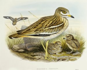 Eurasian thick-knee (Burhinus oedicnemus), Engraving by John Gould 作： John Gould