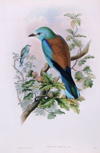ヨーロピアンローラー; Coracias Garrula、1862-1873 作： John Gould