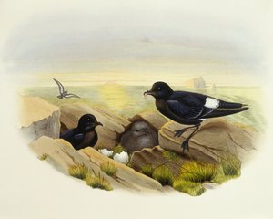 ヨーロピアンストームペトル（Hydrobates pelagicus）、ジョン・グールドによるエングレーヴィング 作： John Gould