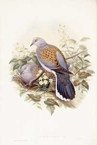 ヨーロッパのキジバト（Streptopelia turtur）、ジョン・グールドによるエングレーヴィング 作： John Gould