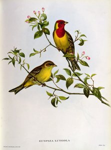 エウスピサルテオラ、19世紀 作： John Gould