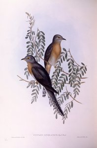 ファンテイルド・カッコウ（Cacomantis flabelliformis）、ジョン・グールドによるエングレーヴィング 作： John Gould