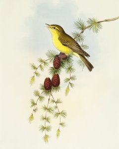 ヒタキ（Ficedula hypolaris）、John Gouldによるエングレーヴィング 作： John Gould