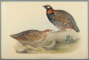 Francolinus Vulgaris（Briss）：ヨーロッパフランコリン（織り紙にカラーリソ） 作： John Gould