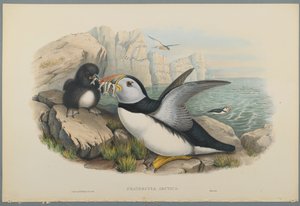 Fratercula Artica：パフィン（織り紙のカラーリソ） 作： John Gould