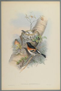 Fringilla Montifringilla-Bramblefinsh（織り紙にカラーリソ） 作： John Gould
