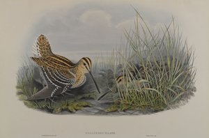 Gallinago Major-素晴らしいスナイプ 作： John Gould