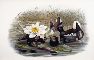 Gallinula Chloropus 作： John Gould