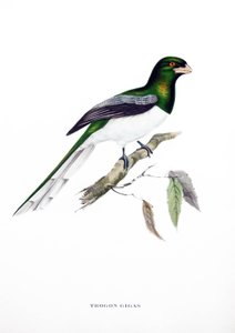 巨大なトロゴン、インドの鳥、ジョン・グールド（1804-1881）の著書 "Tropical Birds "からのエングレーヴィング。
