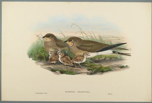 Glareola Pratincola-一般的なPratincole（織り紙にカラーリソ） 作： John Gould