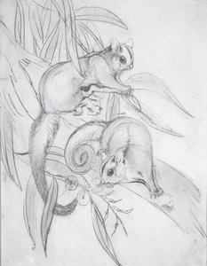 滑空ポッサム（鉛筆） 作： John Gould