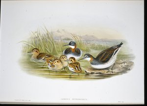 光沢のあるトキ (Falcinellus Igneus) (手彩色のリソ) 作： John Gould