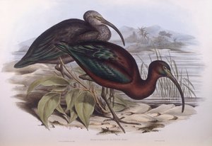 グロッシー・トキ（Plegadis falcinellus）、ジョン・グールドによるエングレーヴィング 作： John Gould