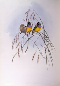 グールドフィンチ（Chloebia or Erythrura gouldiae）、ジョン・グールドによるエングレーヴィング 作： John Gould