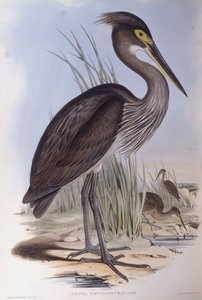 ゴイサギ（Ardea sumatrana）、ジョン・グールド氏によるエングレーヴィング 作： John Gould