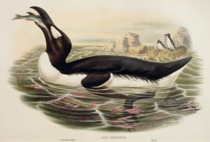 オオウミガラスPinguinus impennis、エングレービング 作： John Gould
