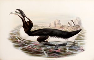 グレートオーク、「イギリスの鳥」から、ロンドン1862-73を公開