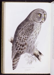 グレート・シネリアス・フクロウ、「イギリスの鳥」、ロンドン、1862年から73年に出版 作： John Gould