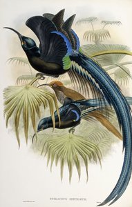 鎌鎌の極楽鳥 作： John Gould