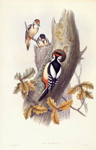 大斑点キツツキ（Dendrocopos major）、ジョン・グールドによるエングレーヴィング 作： John Gould