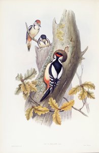 大斑点キツツキ（Dendrocopos major）、ジョン・グールドによるエングレーヴィング 作： John Gould