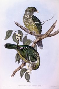 グリーンキャットバード（Ailuroedus crassirostris）、ジョン・グールドによるエングレーヴィング 作： John Gould