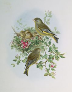 アオヒワ 作： John Gould
