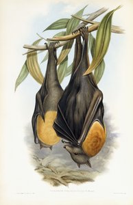 グレイヘッドフライングフォックス 作： John Gould