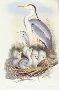 グレイヘロン（Ardea cinerea）、ジョン・グールドによる彫刻 作： John Gould