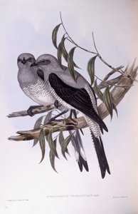 グラウンド・カッコウシュライク（Coracina maxima）、ジョン・グールドによるエングレーヴィング 作： John Gould