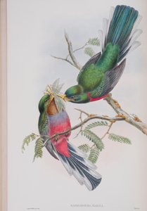 ハパロダーマナリーナ、ジョングールドによるイギリスの鳥のプレート、1862〜73年公開（手塗りのリソ）